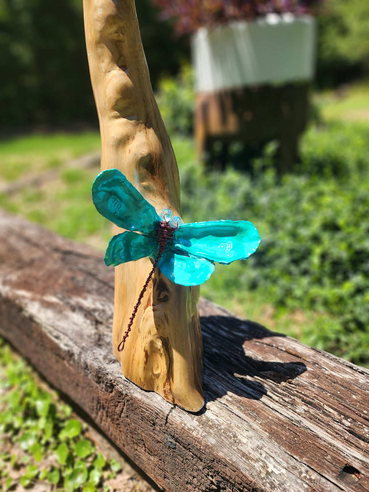 Dragonfly on Cyprus Knee