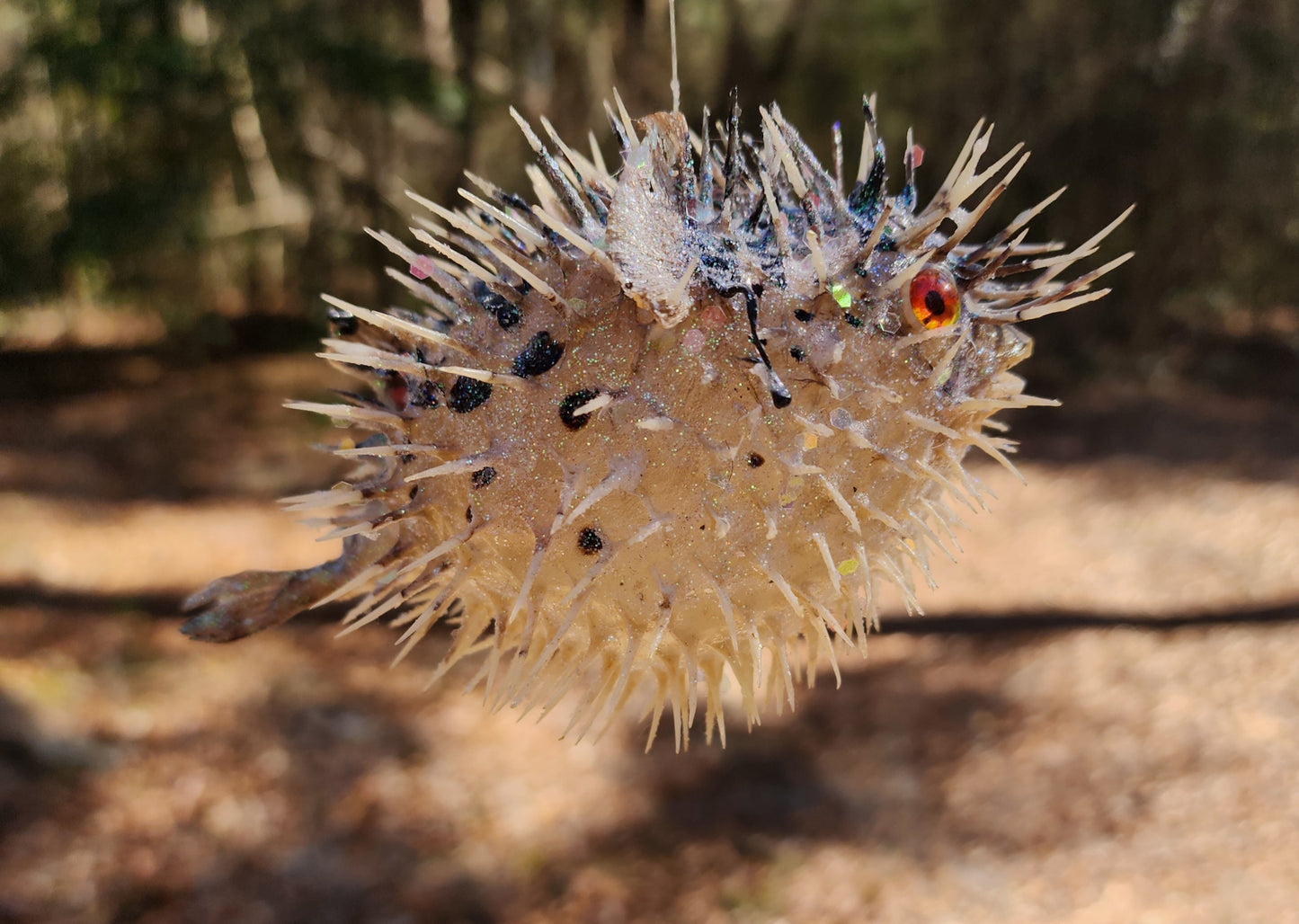 Orange Eyed Puffer