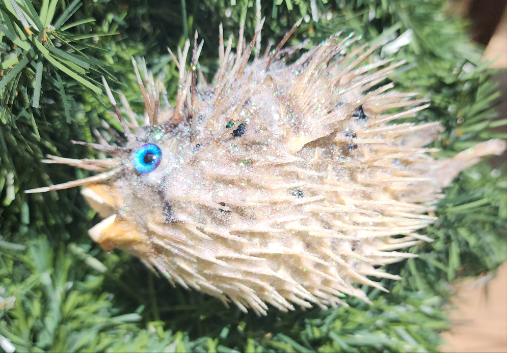 Blue Eyed Puffer
