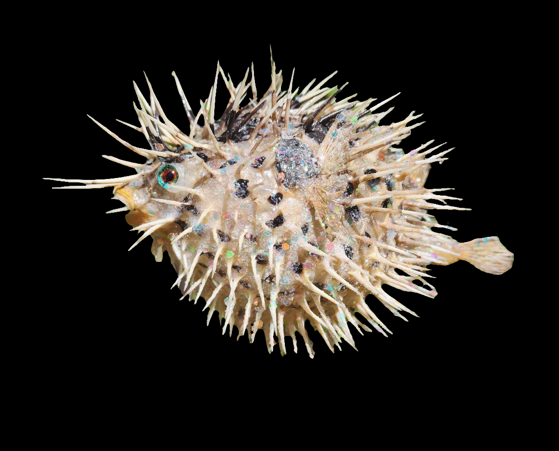 Green Eyed Puffer