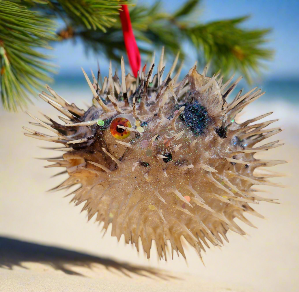 Orange Eyed Puffer