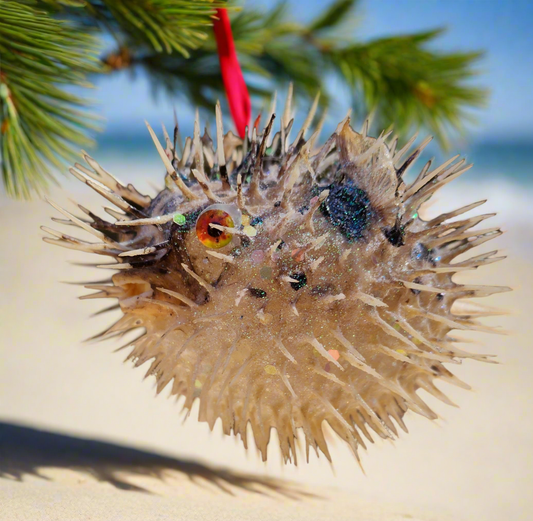 Orange Eyed Puffer