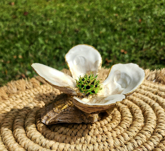 White Oyster Shell Bloom