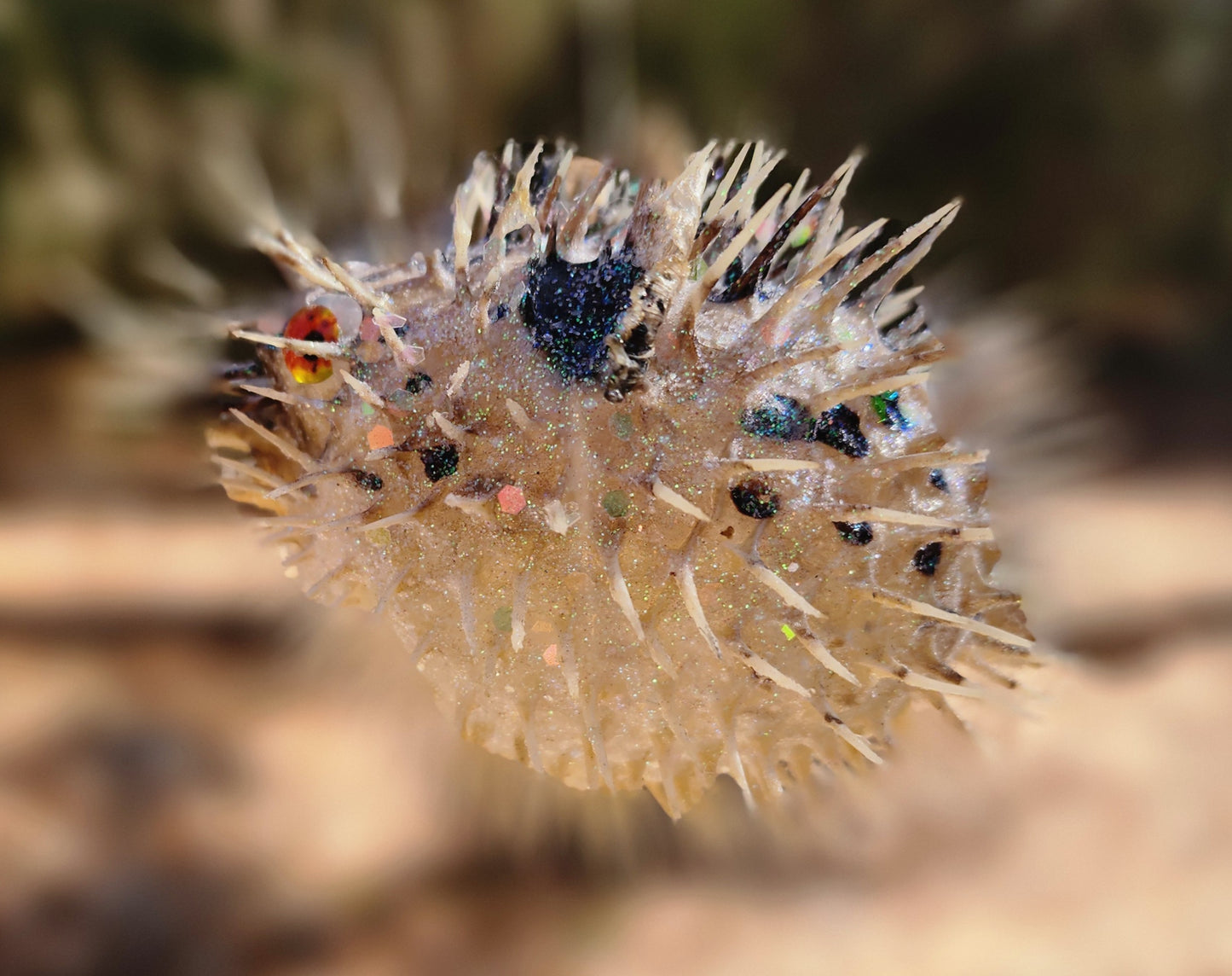 Orange Eyed Puffer