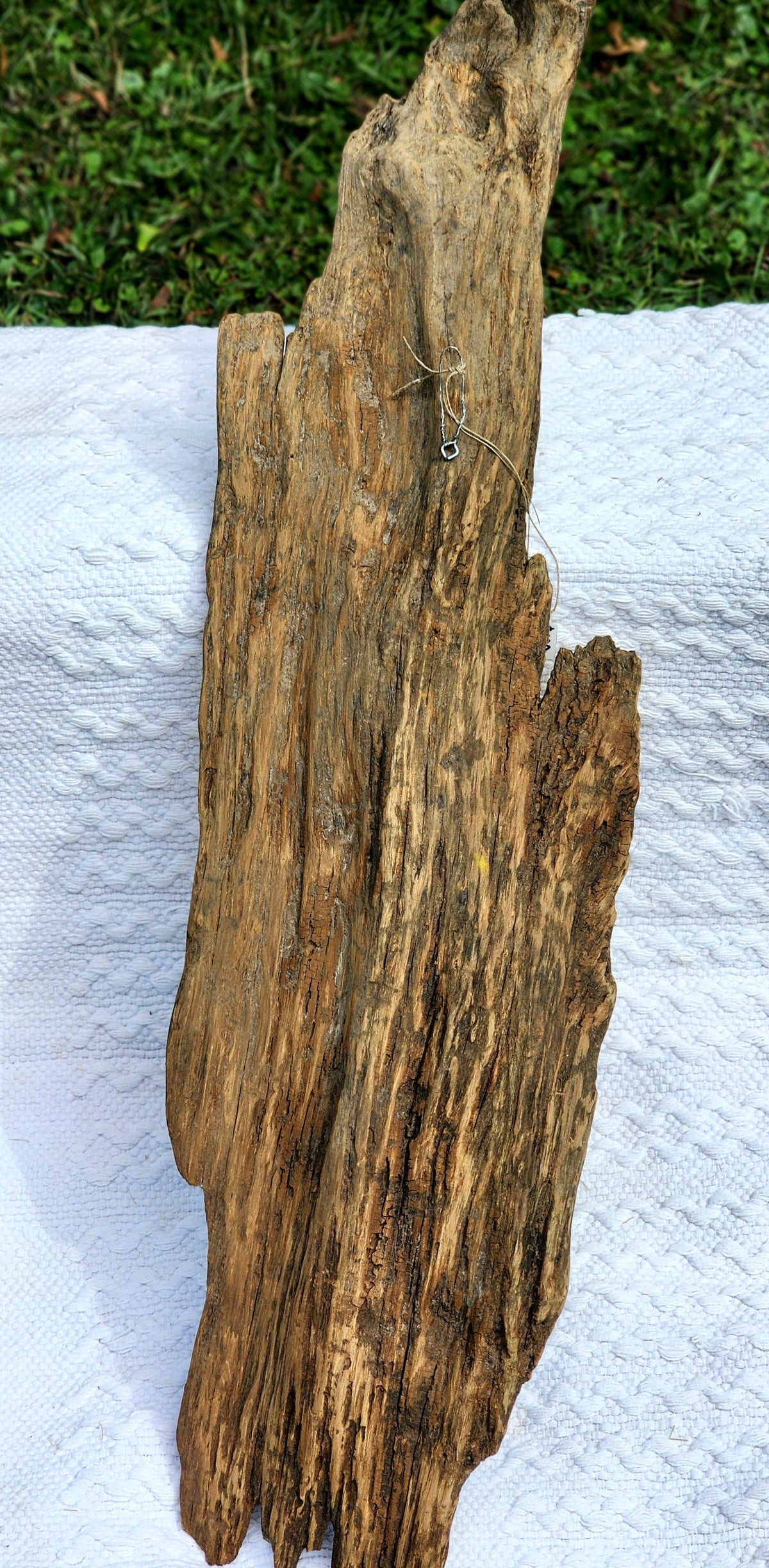 Pelican Sunset on Driftwood