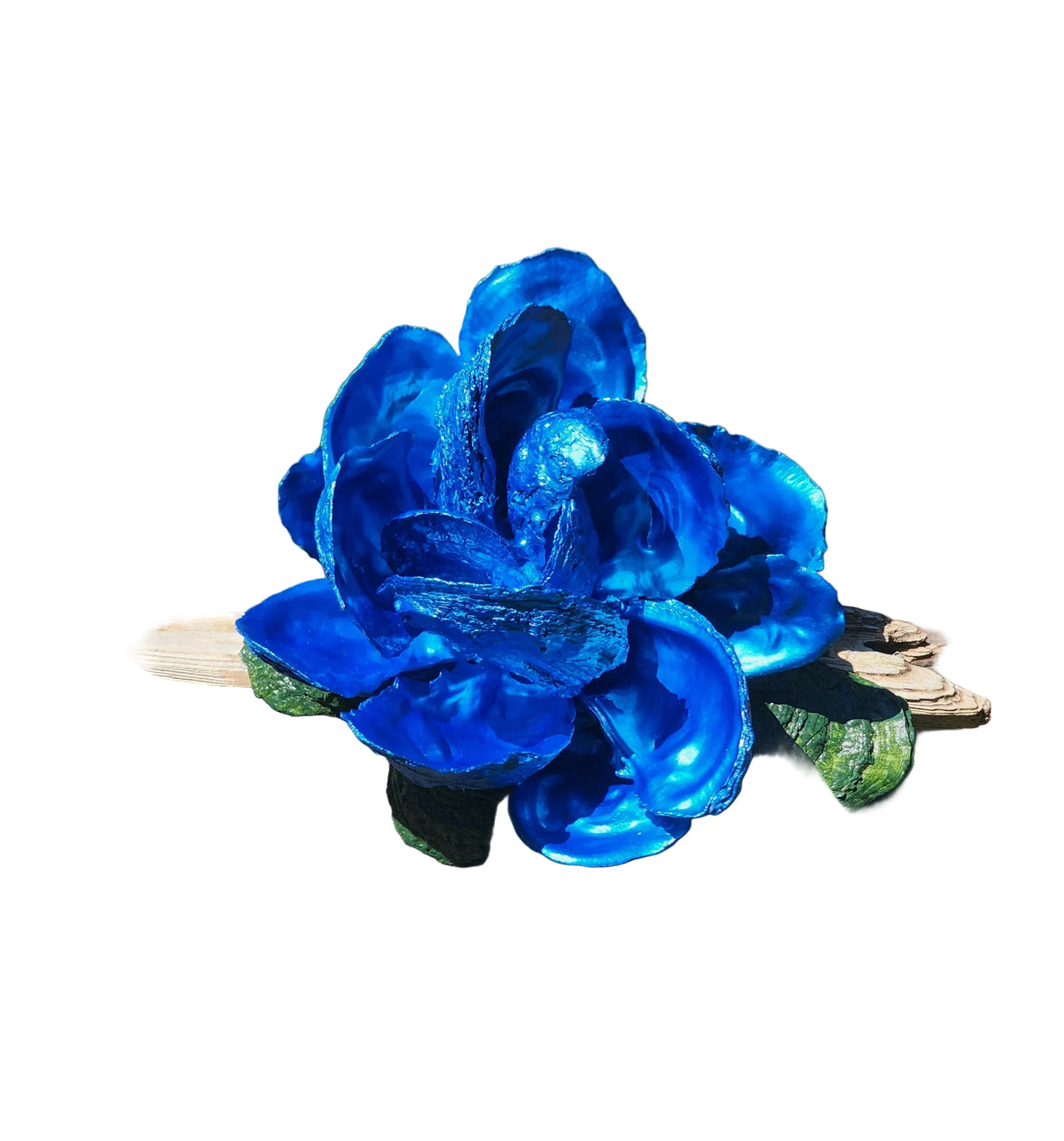 Blue Oyster Shell Bloom