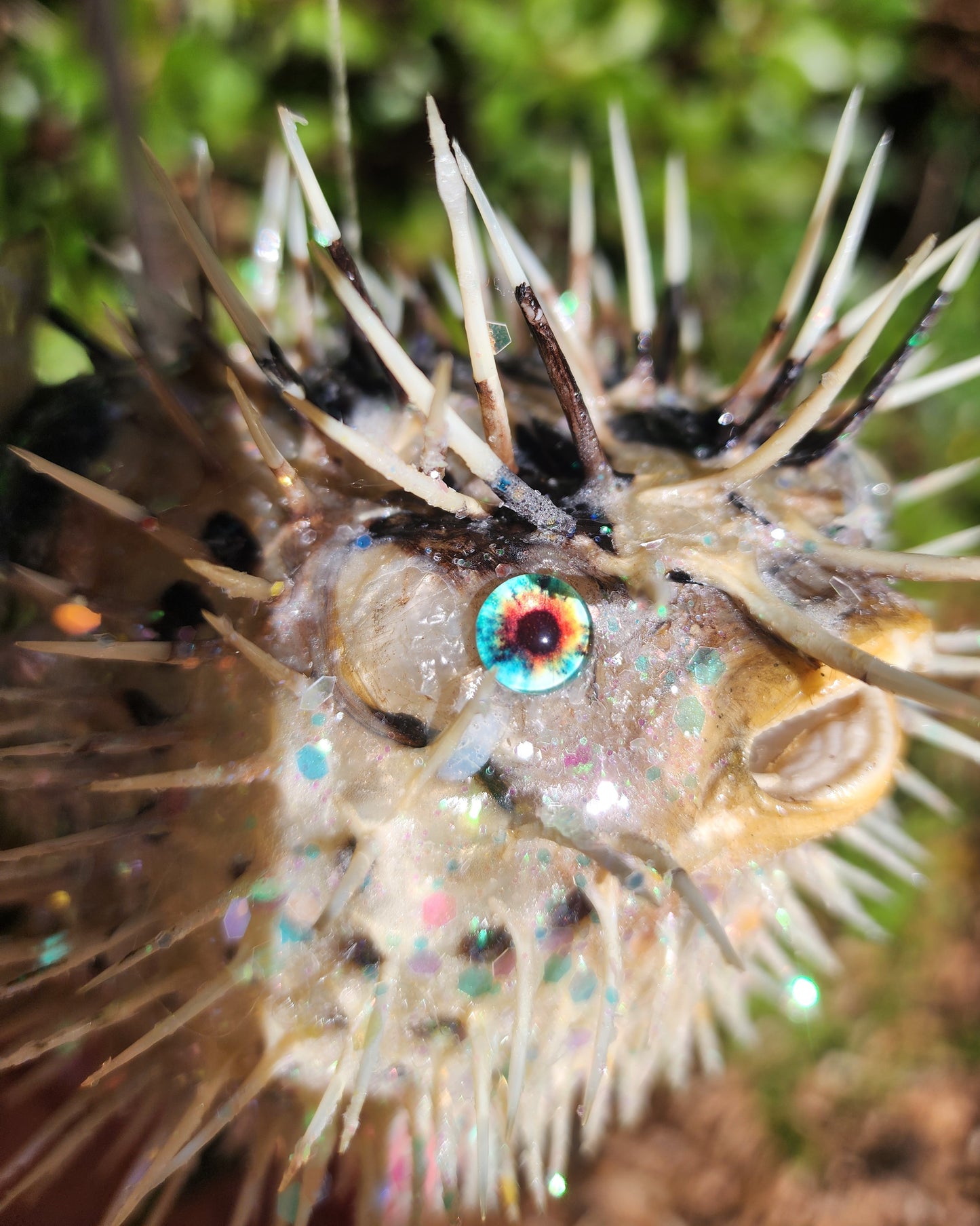 Green Eyed Puffer