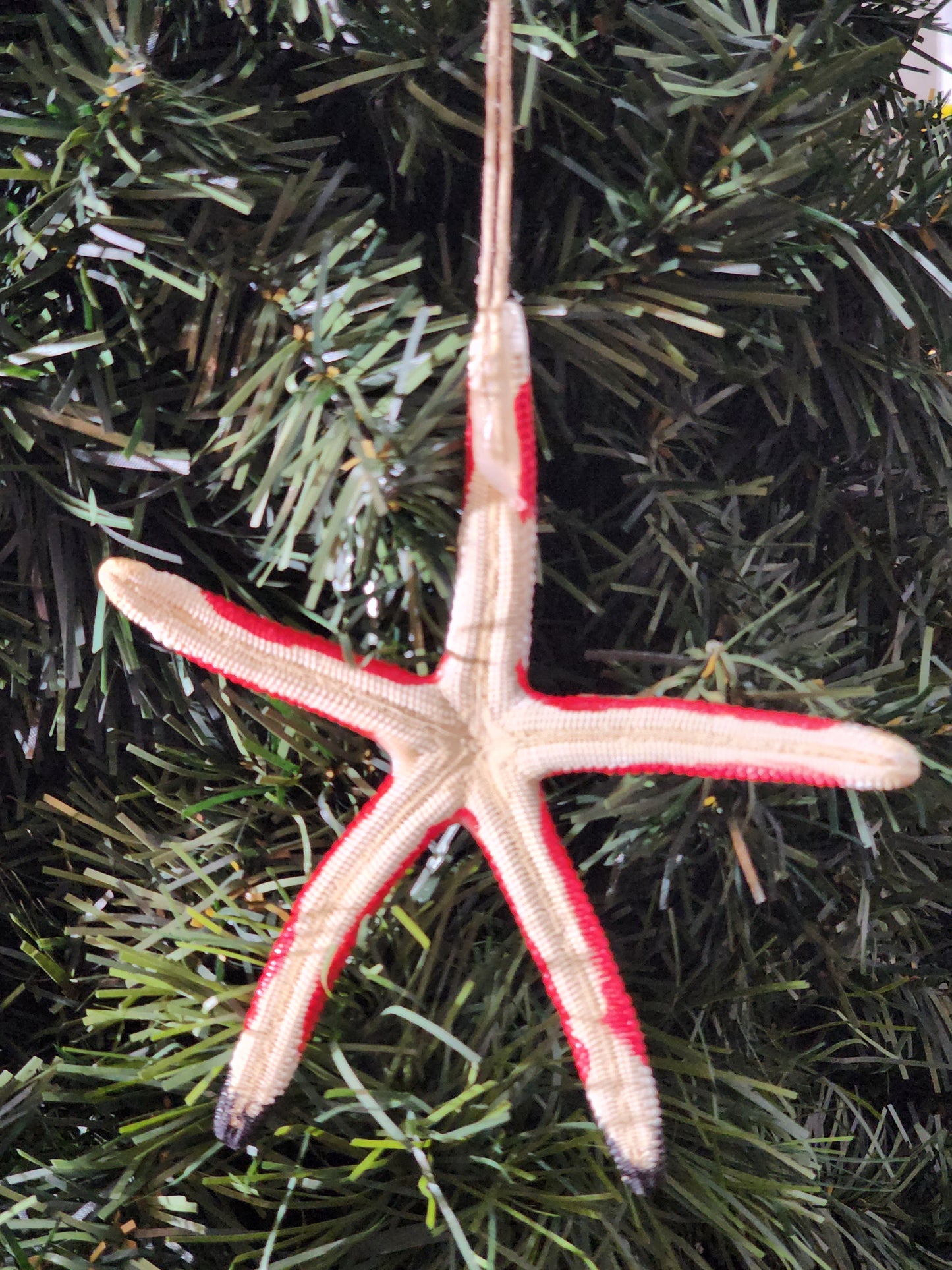 Santa Starfish