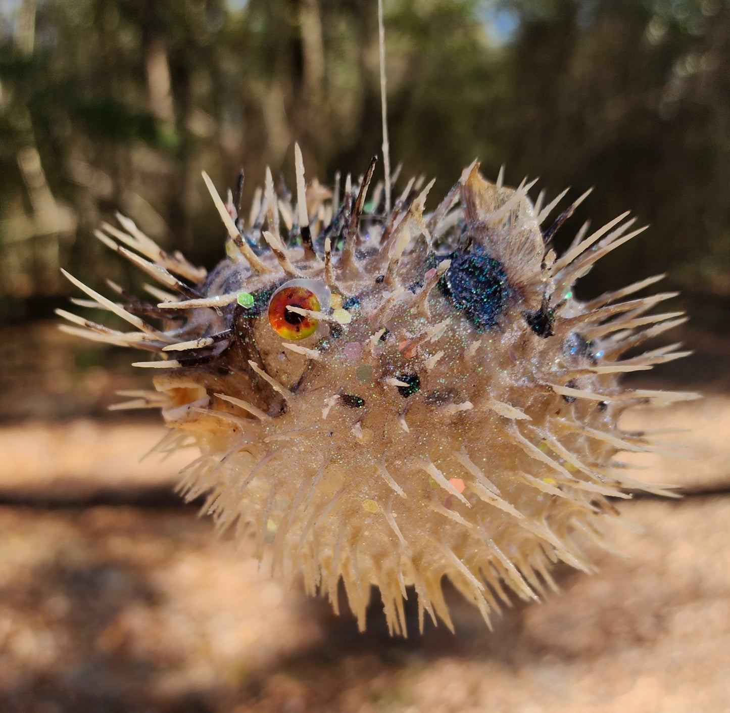 Orange Eyed Puffer