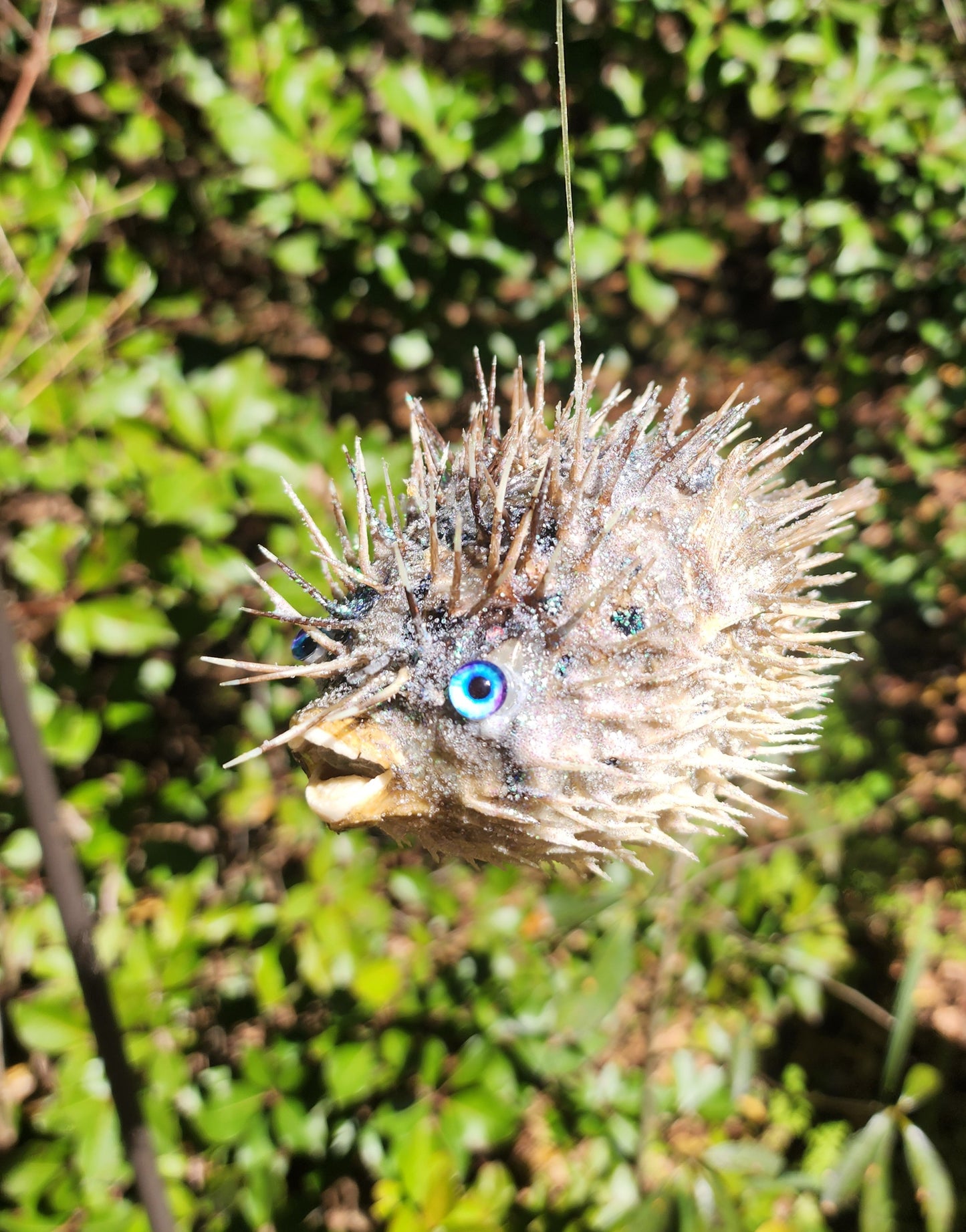Blue Eyed Puffer